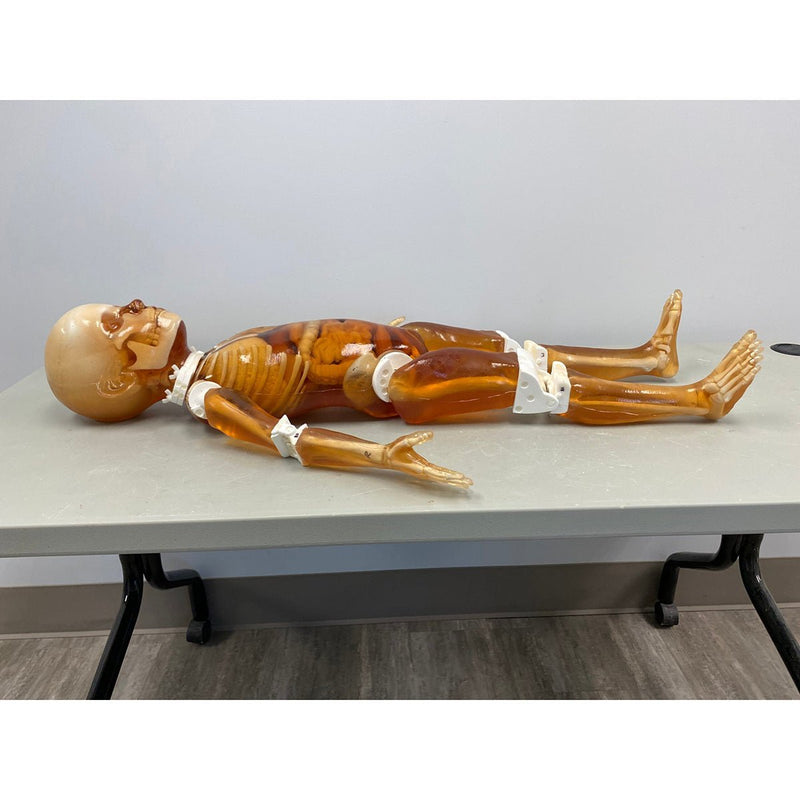Pediatric Full Human Body Phantom for X-Ray, CT Scan and Ultrasound