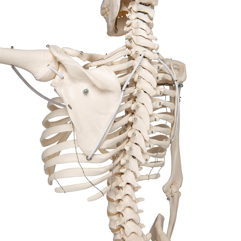 Phil Physiological Skeleton on Hanging Stand