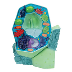 Plant cell model, magnified 10,000:1