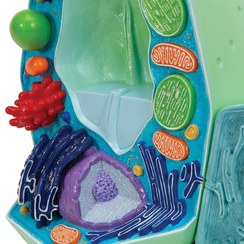 Plant cell model, magnified 10,000:1