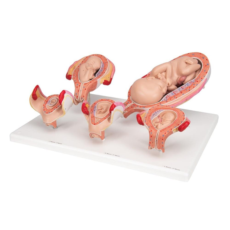 Pregnancy Series - 5 Models