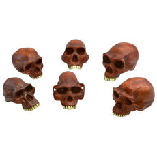 Prehistoric Man Skull Model, Set of 6