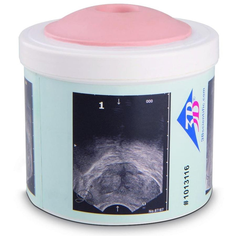 Prostate Examination Trainer, 4 stages – GTSimulators.com