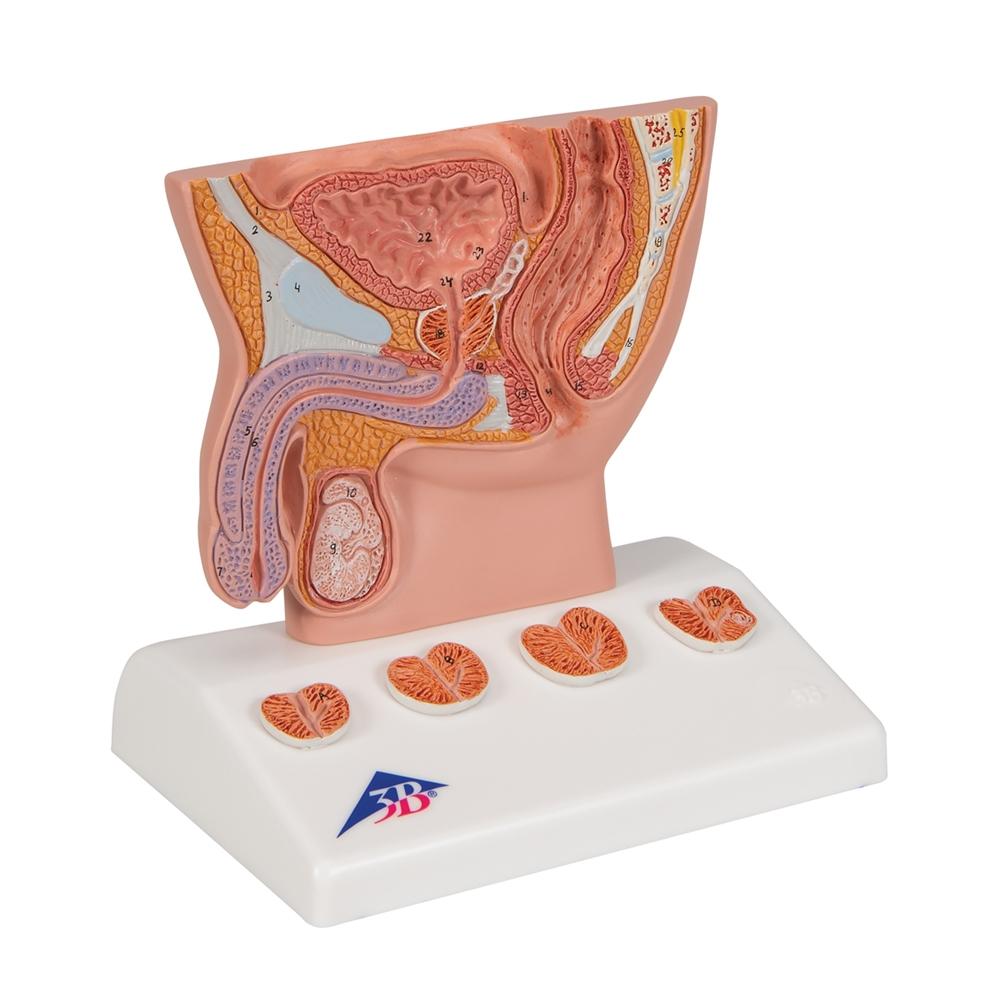 3B Scientific Prostate Model – 1/2 Natural Size, Cross-Section With Bladder, Urethra, Testicle, On Base