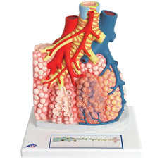 Pulmonary Lobule with Surrounding Blood Vessels