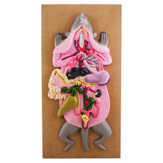 Rat Dissection Model - Female