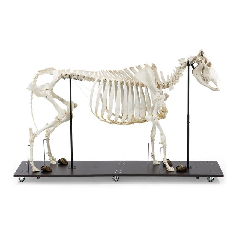 Real Bovine Skeleton with Horns