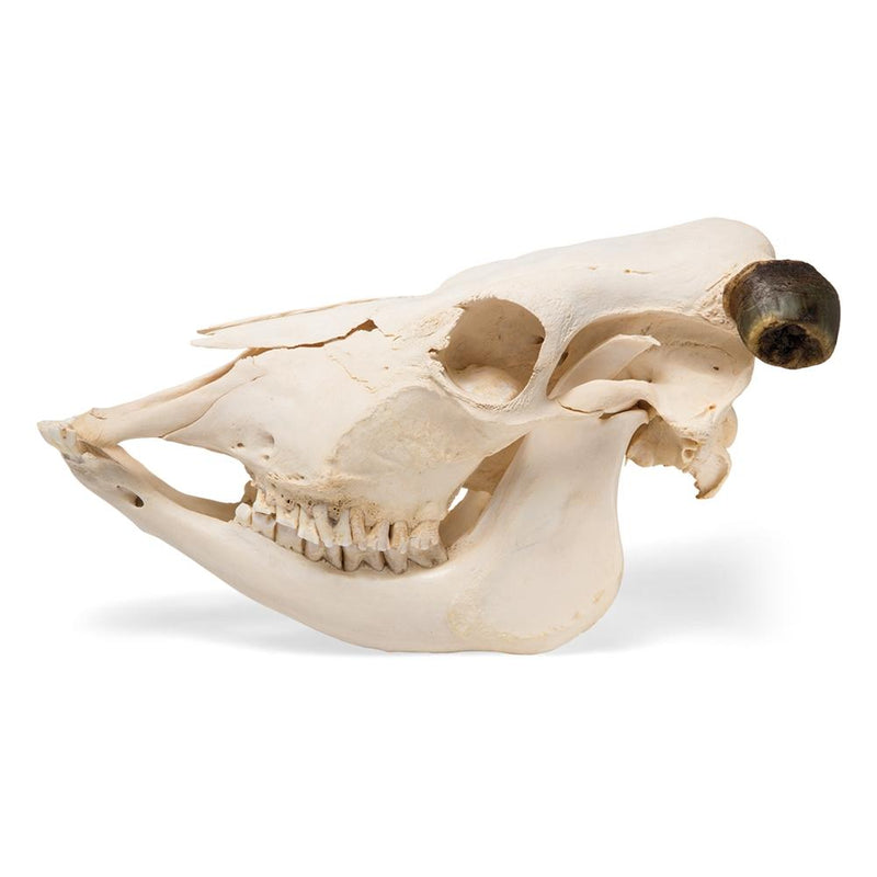 Real Bovine Skull with Horns, Specimen