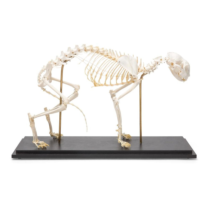 Real Cat Skeleton, Specimen
