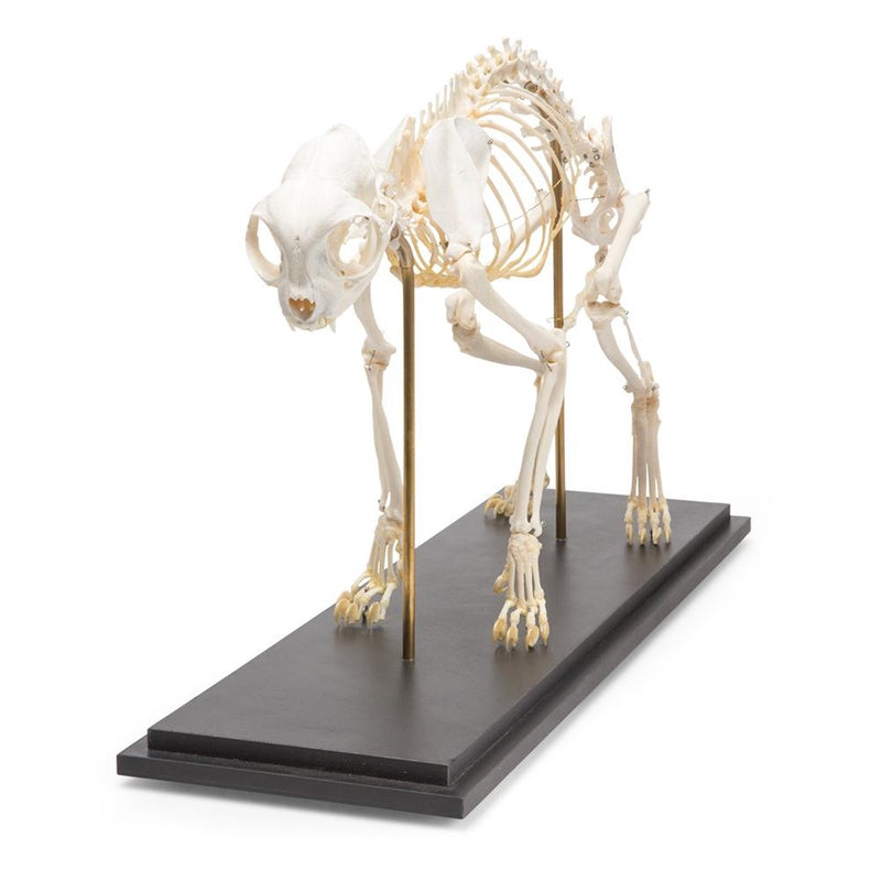 Real Cat Skeleton, Specimen