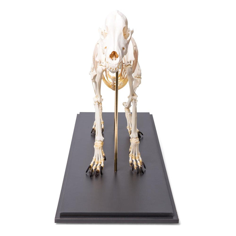 Real Dog Skeleton, Size M, Specimen
