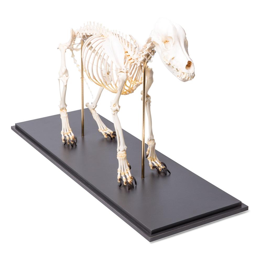 Real Dog Skeleton, Size M, Specimen –