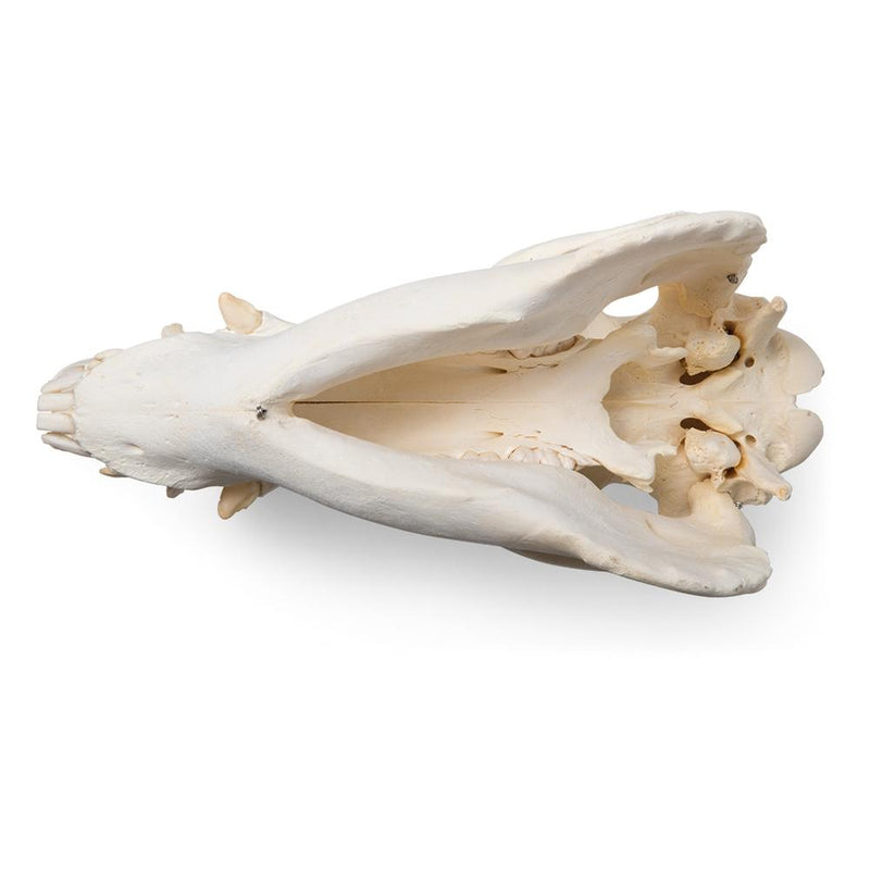 Real Domestic Pig Skull, Male, Specimen