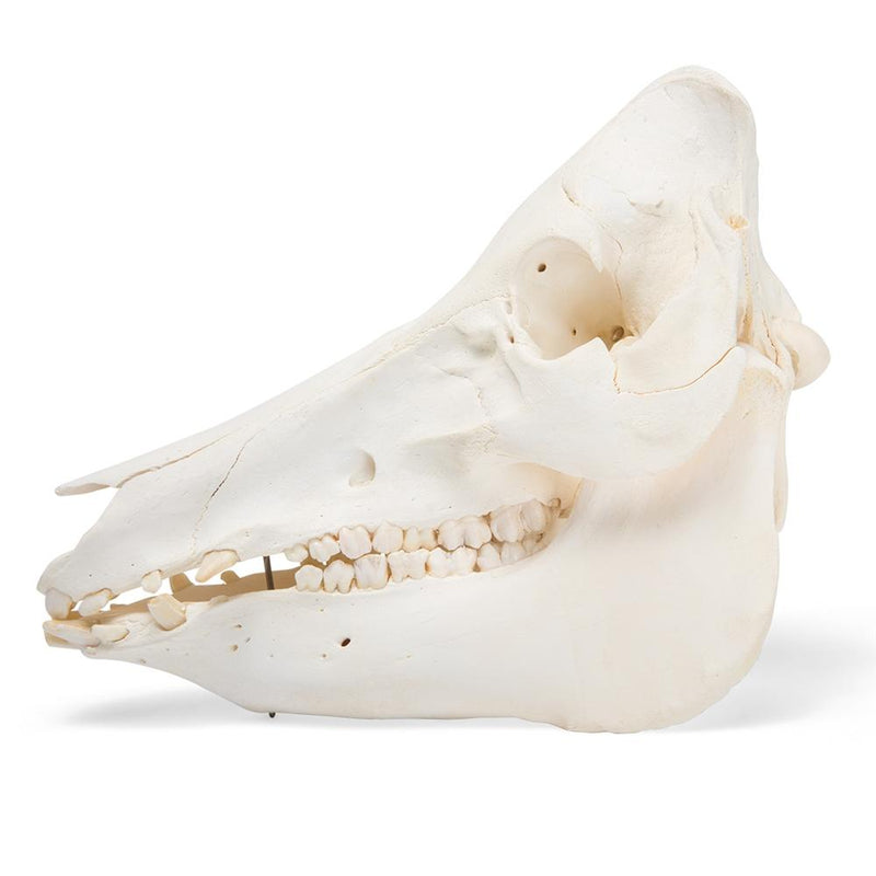Real Domestic Pig Skull, Male, Specimen