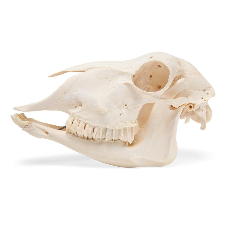 Real Domestic Sheep Skull, Male, Specimen