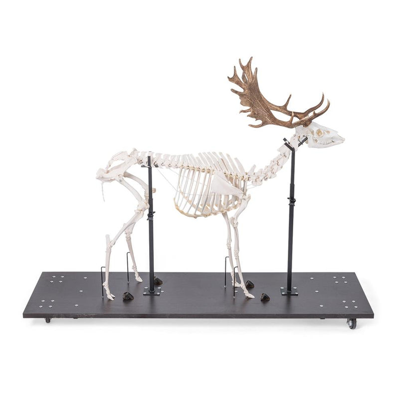 Real Fallow Deer Skeleton, Male, Articulated