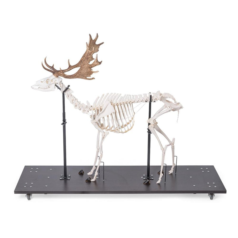 Real Fallow Deer Skeleton, Male, Articulated