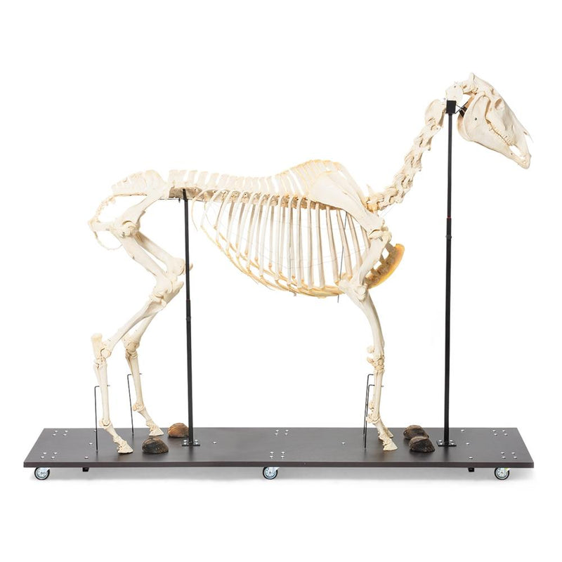 Real Horse Skeleton, Female, Specimen