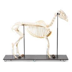 Real Horse Skeleton, Male, Specimen