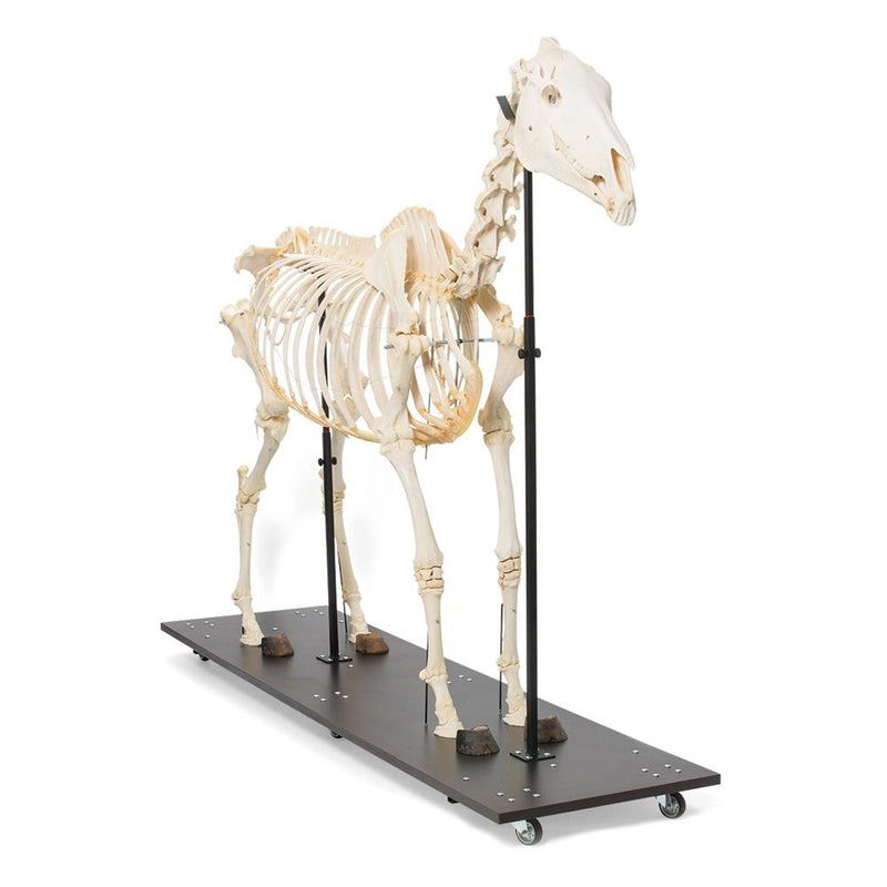 Real Horse Skeleton, Male, Specimen