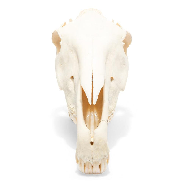 Real Horse Skull, Specimen