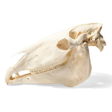 Real Horse Skull, Specimen