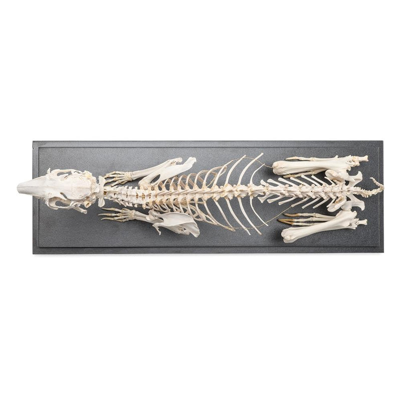 Real Rabbit Skeleton, Specimen