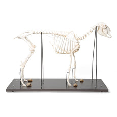 Real Sheep Skeleton, Male, Specimen