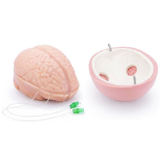Replacement Brain and Skull Cap for Neuroendoscopic Surgery Simulator (SNT)