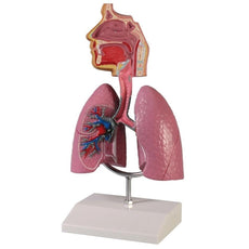 Respiratory System Model, Reduced Size