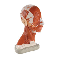 Right Half of Head and Neck Musculature Model (0174-00)