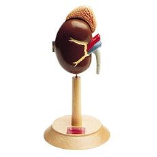 Right Kidney and Adrenal Gland Model (0148-00)