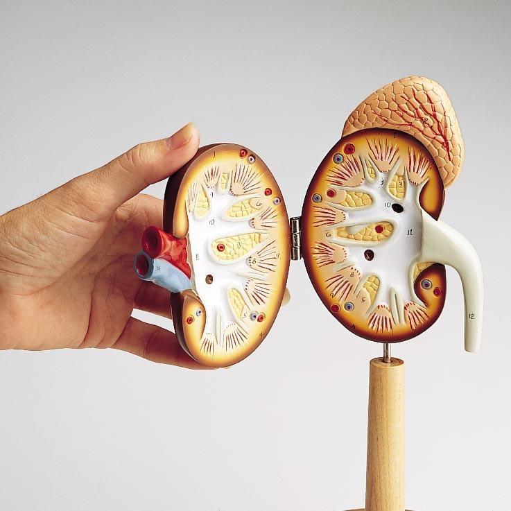 Right Kidney and Adrenal Gland Model (0148-00)