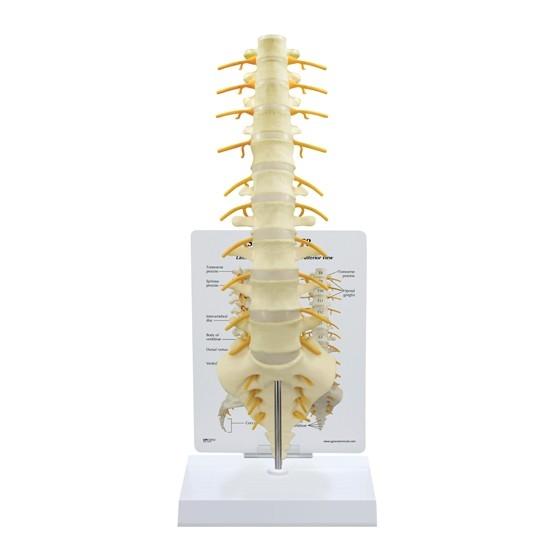 Sacrum T8 Spine with Spinal Cord