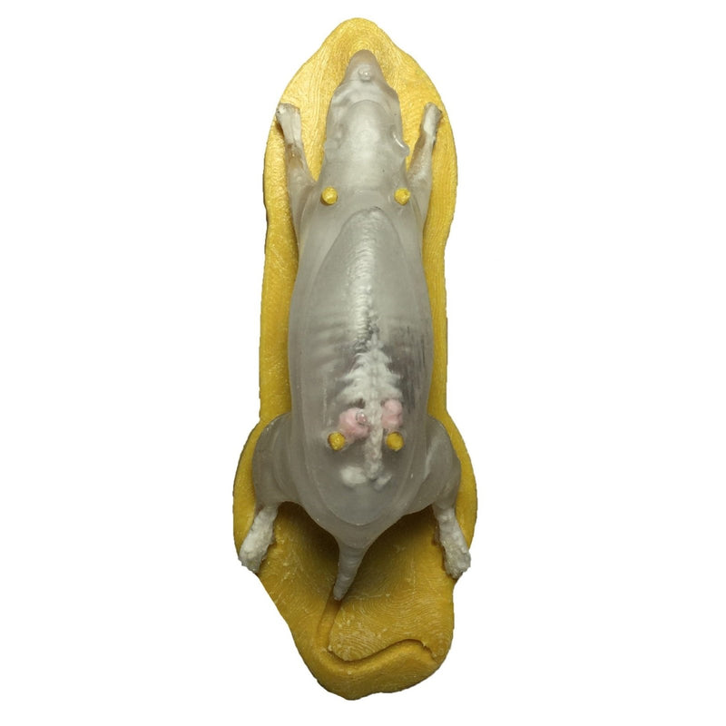Sectional Mouse Phantom for X-Ray and CT Scan