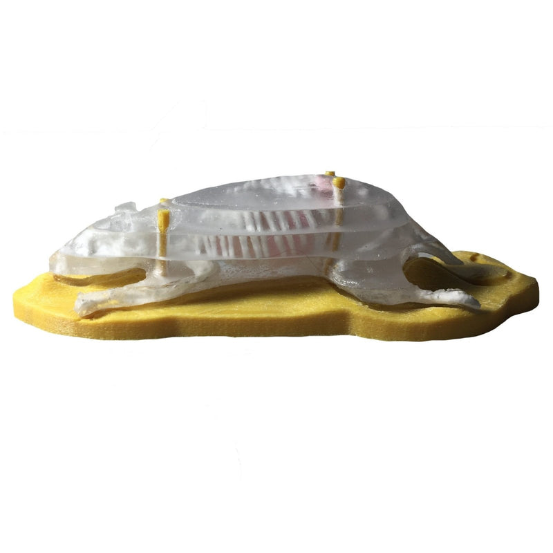 Sectional Mouse Phantom for X-Ray and CT Scan