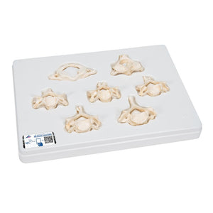Set of 7 Cervical Vertebrae Models