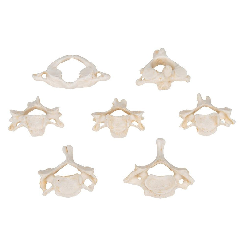 Set of 7 Cervical Vertebrae Models