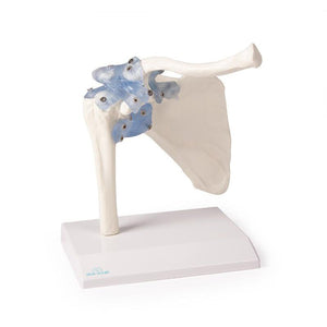 Shoulder Joint Model with Detachable Ligaments