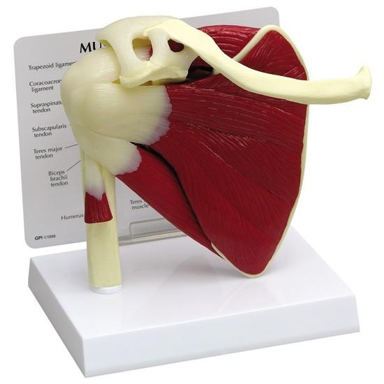 Shoulder Joint Model With Muscles