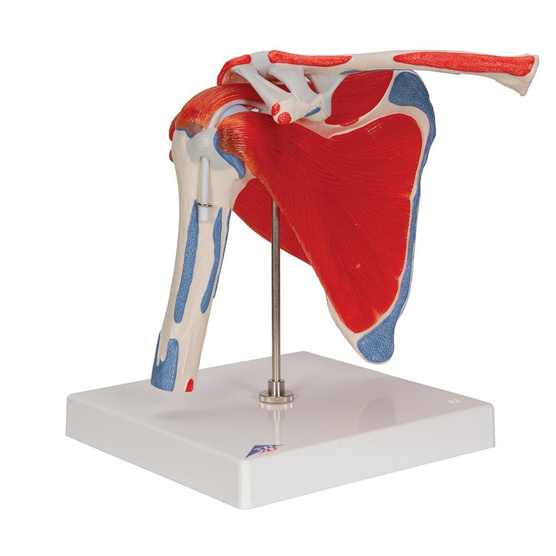 Shoulder Joint with Rotator Cuff, 5-part