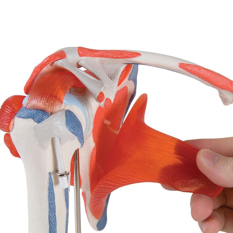 Shoulder Joint with Rotator Cuff, 5-part