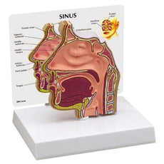 Sinus Cross Section Model