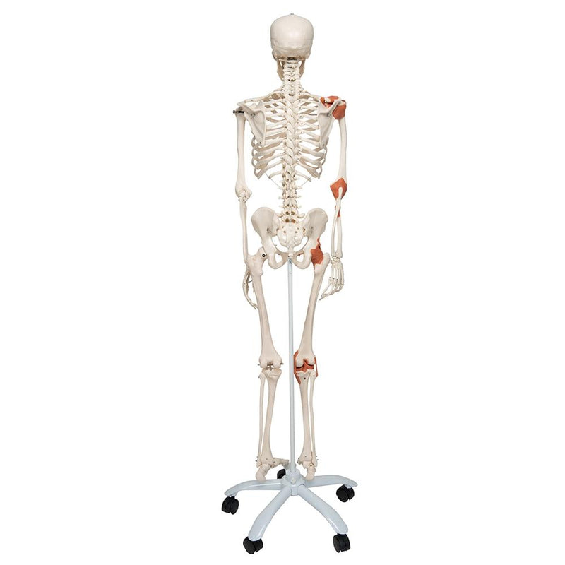 Skeleton Model with Ligaments - Leo
