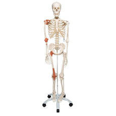 Skeleton Model with Ligaments - Leo