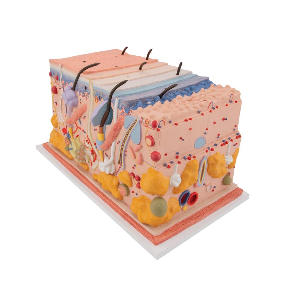 Block Inner Skin Skin, Block Model, 70 times full-size – GTSimulators.com