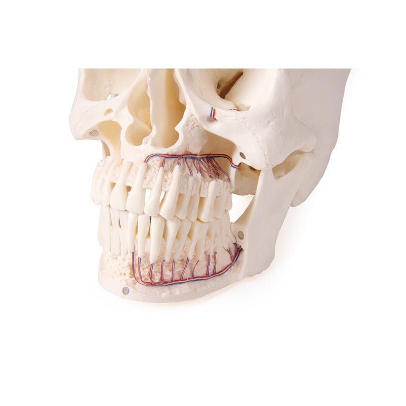 Skull Model For Dentistry And Oral Surgery, 5-Part