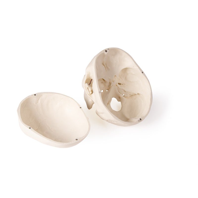 Skull Model For Dentistry And Oral Surgery, 5-Part