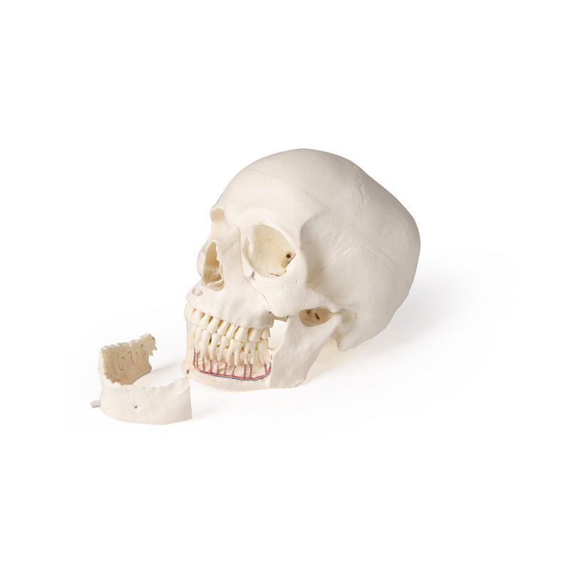 Skull Model For Dentistry And Oral Surgery, 5-Part