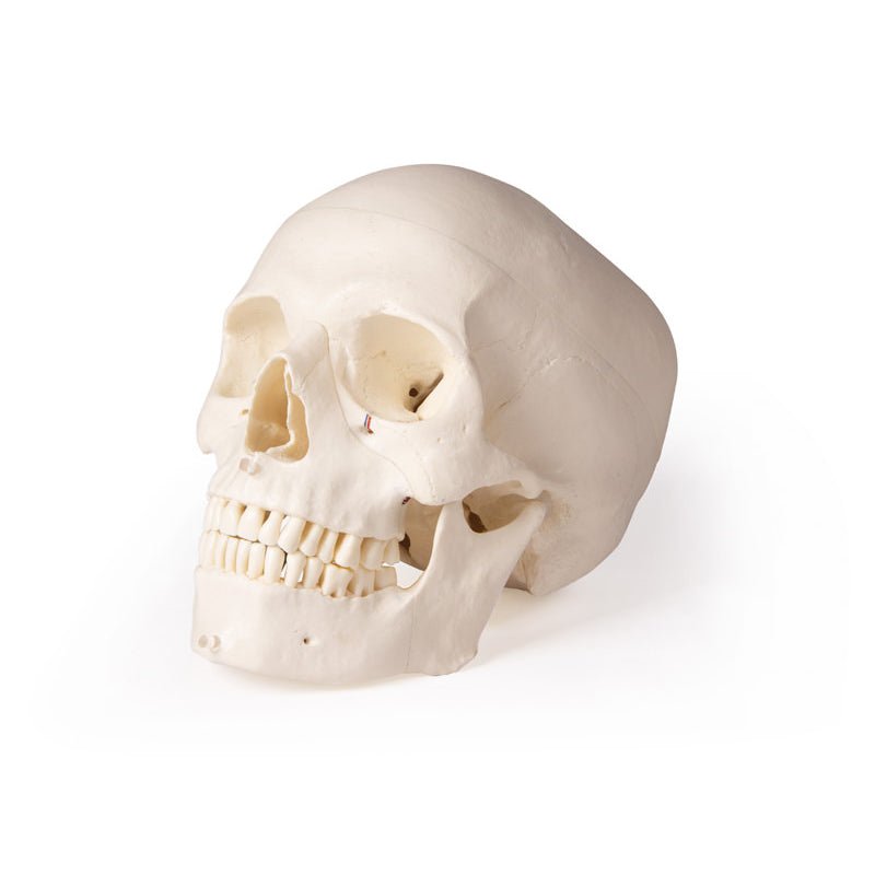 Skull Model For Dentistry And Oral Surgery, 5-Part